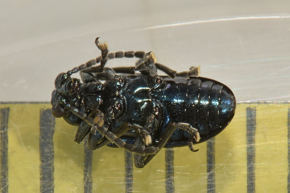 Chrysomelidae: Lema cyanella? S.